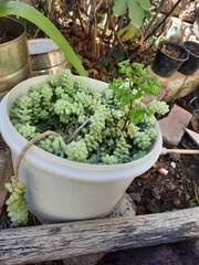 Sedum burrito