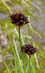 Juncus mertensianus