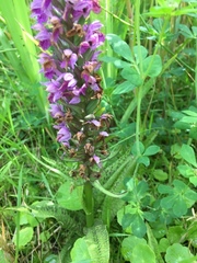Dactylorhiza praetermissa junialis
