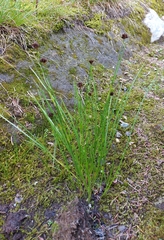 Juncus mertensianus