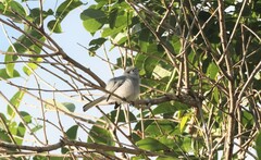 Polioptila dumicola