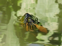 Trachemys dorbigni