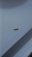 Diplopoda