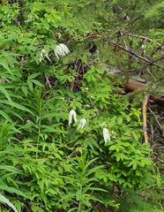 Clematis alpina sibirica