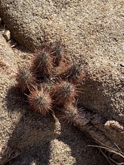 Echinocereus engelmannii engelmannii