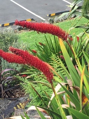 Xeronema callistemon