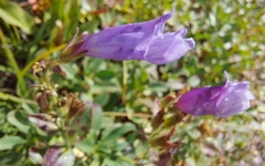 Penstemon ellipticus