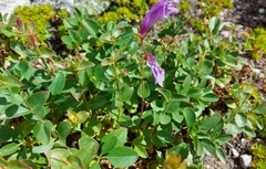 Penstemon ellipticus
