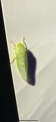 Gyponana