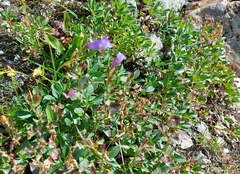 Penstemon ellipticus