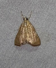 Glaphyria sesquistrialis