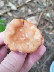 Lactarius vinaceorufescens