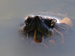 Trachemys dorbigni