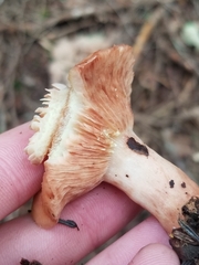 Lactarius vinaceorufescens