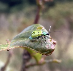 Diabrotica decempunctata