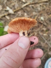Lactarius vinaceorufescens