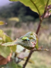 Diabrotica decempunctata
