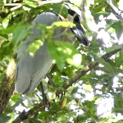 Cochlearius cochlearius