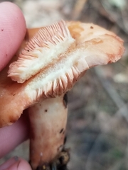 Lactarius vinaceorufescens
