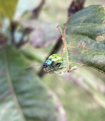 Diabrotica decempunctata