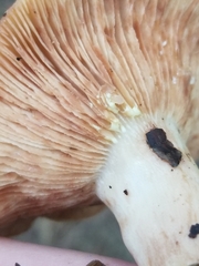 Lactarius vinaceorufescens