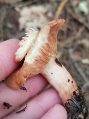 Lactarius vinaceorufescens