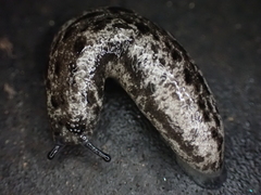 Megapallifera mutabilis