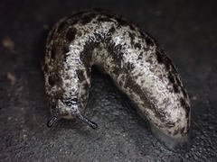 Megapallifera mutabilis