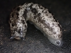 Megapallifera mutabilis