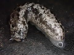 Megapallifera mutabilis