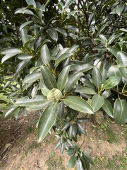 Laurus
