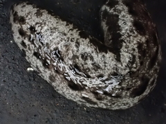 Megapallifera mutabilis