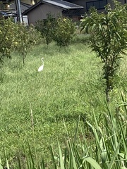 Ardea alba