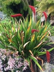 Xeronema callistemon