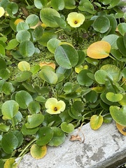 Hydrocleys nymphoides