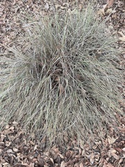 Muhlenbergia rigens