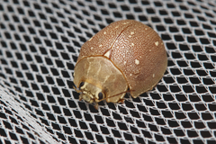 Paropsis lutea
