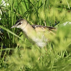 Hapalocrex flaviventer