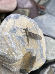 Ephemerellidae