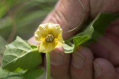 Physalis hederifolia
