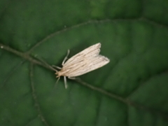 Helcystogramma