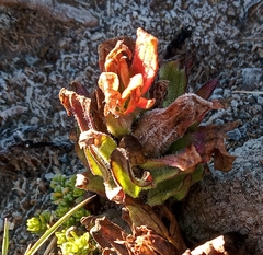 Castilleja tolucensis