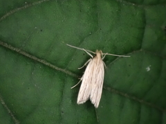 Helcystogramma