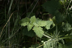 Physalis hederifolia