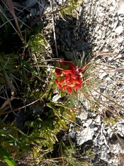 Castilleja tolucensis