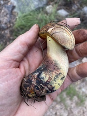 Neoboletus