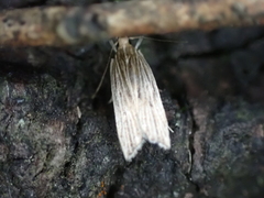 Helcystogramma