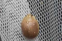 Paropsis lutea
