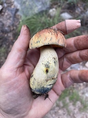 Neoboletus