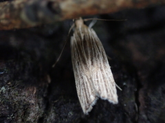 Helcystogramma